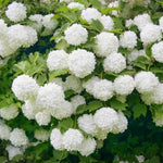 European Snowball
