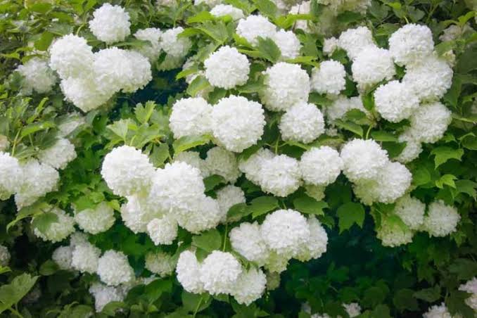 European Snowball