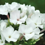 Flame® White Improved