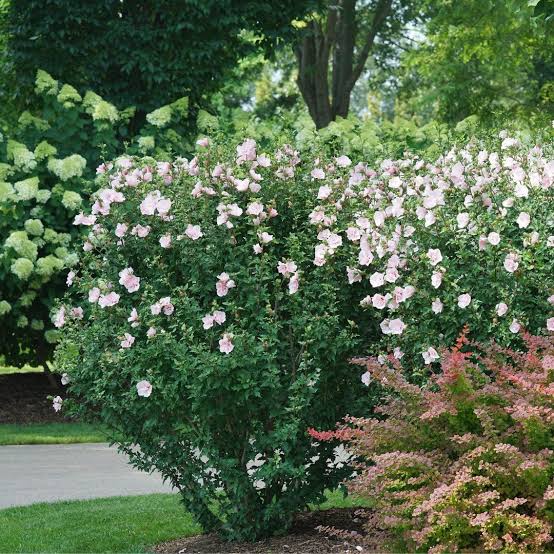 Pink Chiffon®