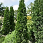 American Pillar