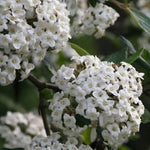 Burkwoodii