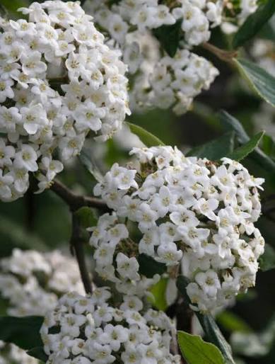 Burkwoodii