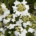Summer Snowflake Doublefile
