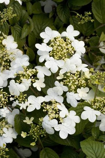 Summer Snowflake Doublefile