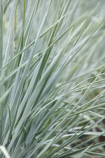 Blue Lyme Grass