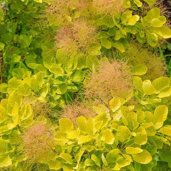 Gold Smokebush