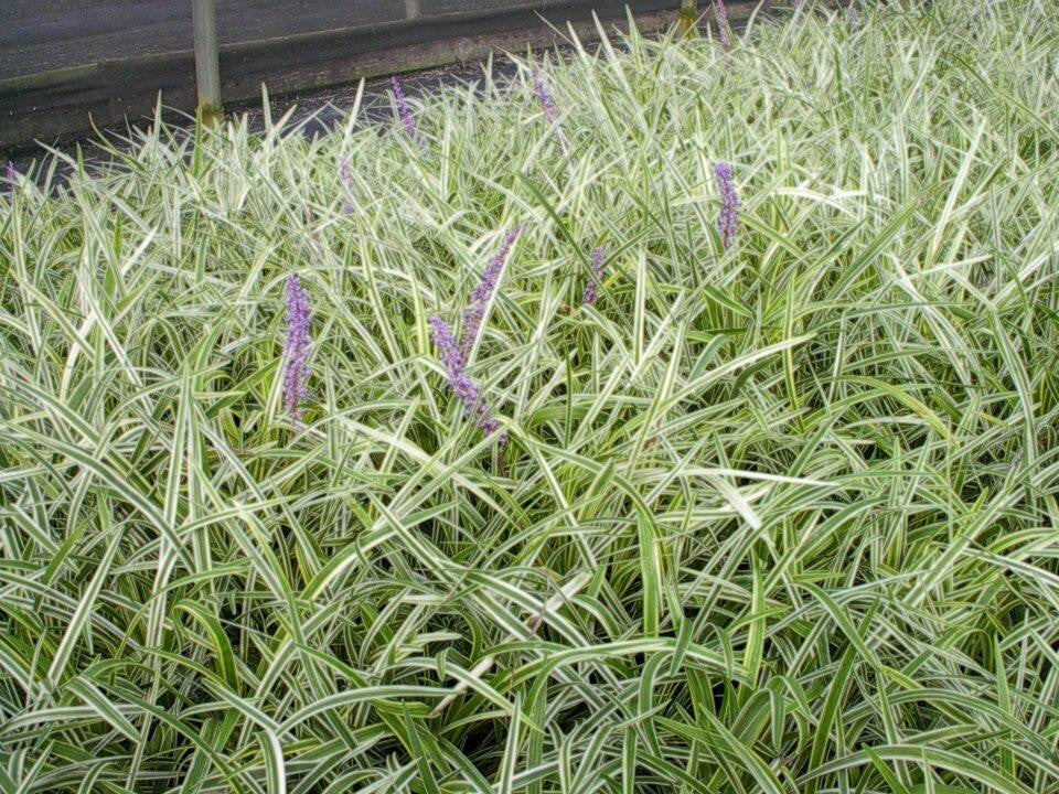 Variegata