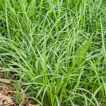 Spicata