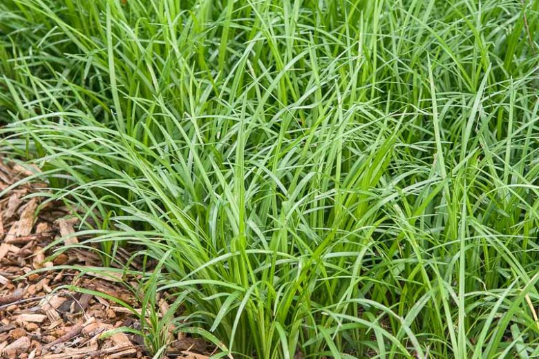 Spicata