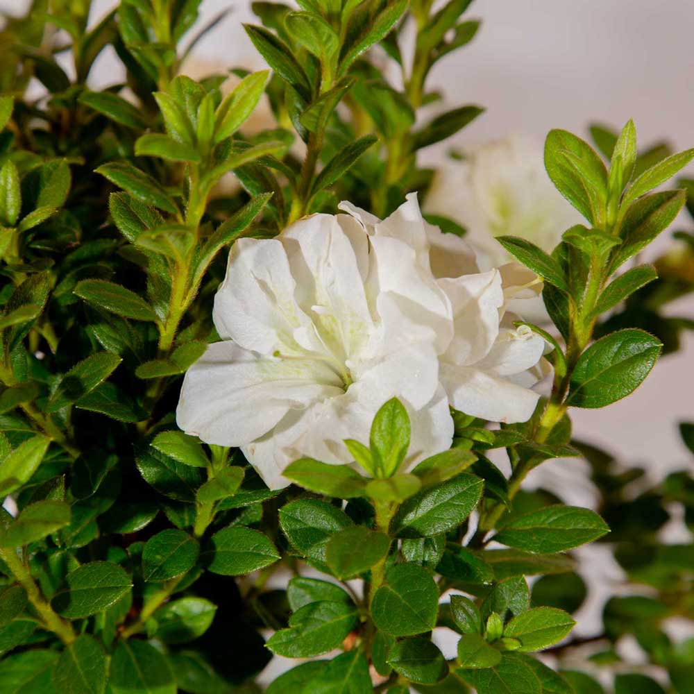 Encore® Autumn Moonlight™