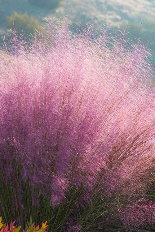 Pink Muhly