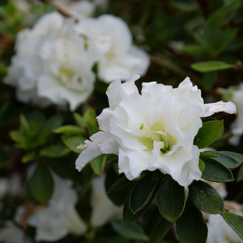 Perfecto Mundo® Double White