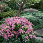 Katsura
