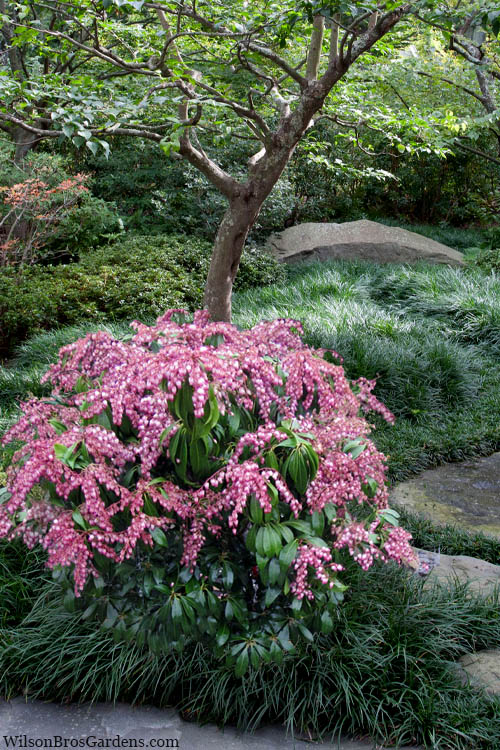 Katsura