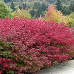 Burning Bush