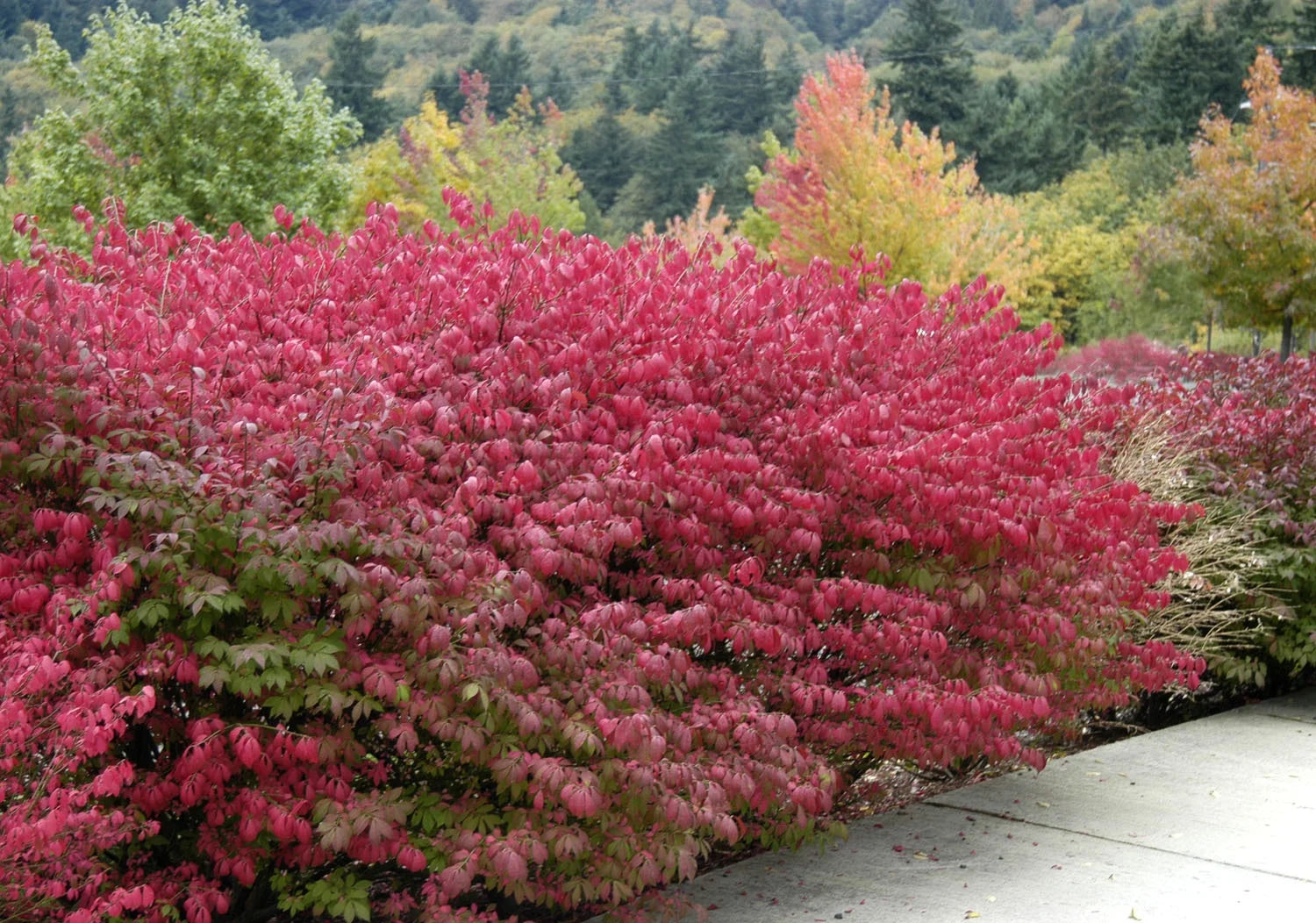 Burning Bush