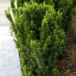Green Spire