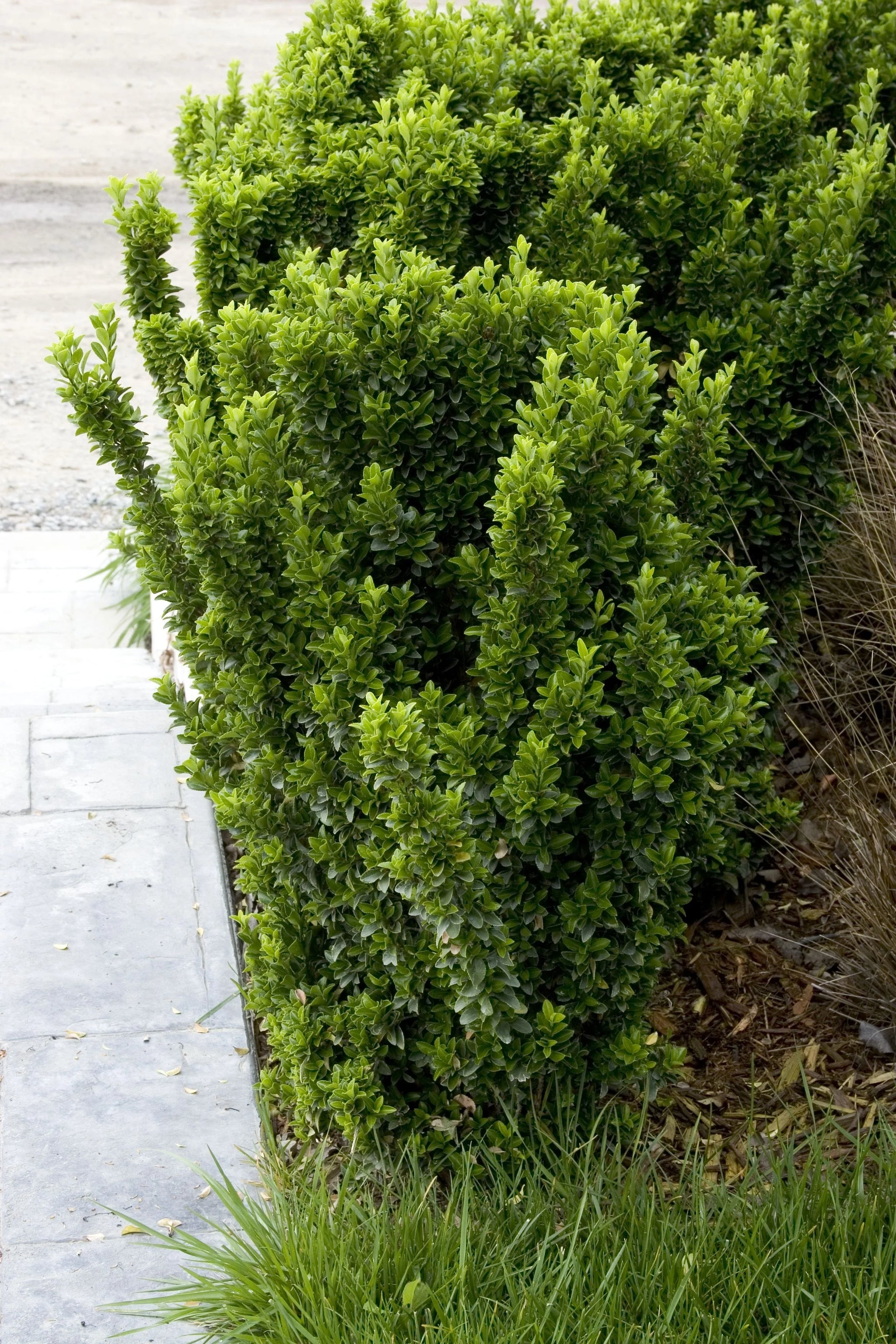 Green Spire