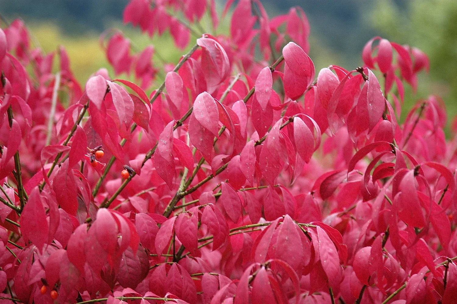 Burning Bush