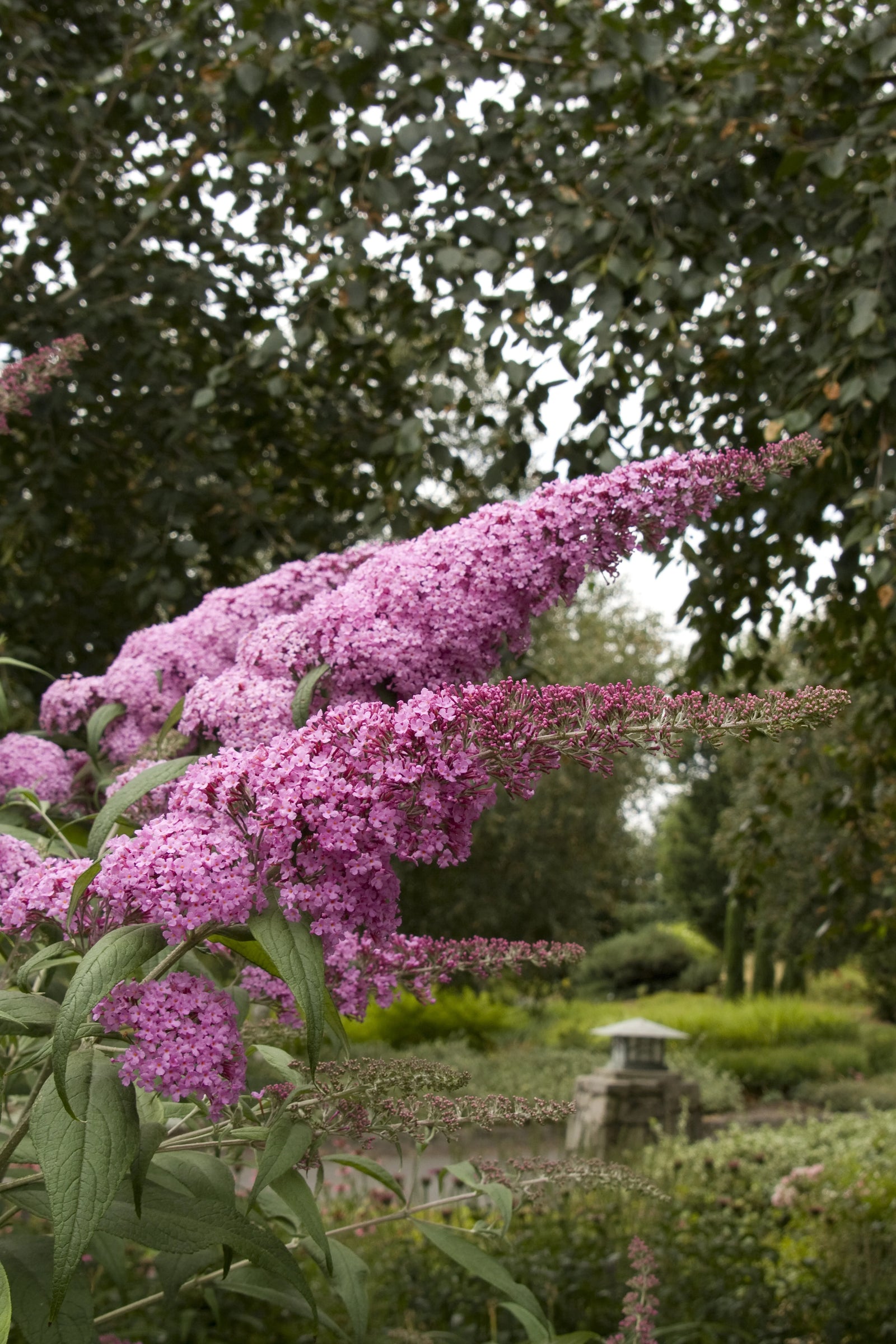 Pink Delight