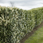 Skip Cherry Laurel