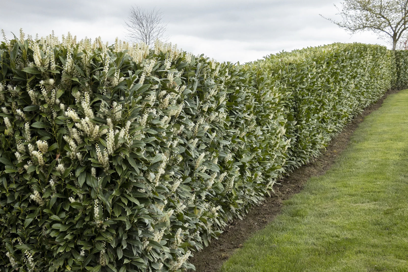 Skip Cherry Laurel