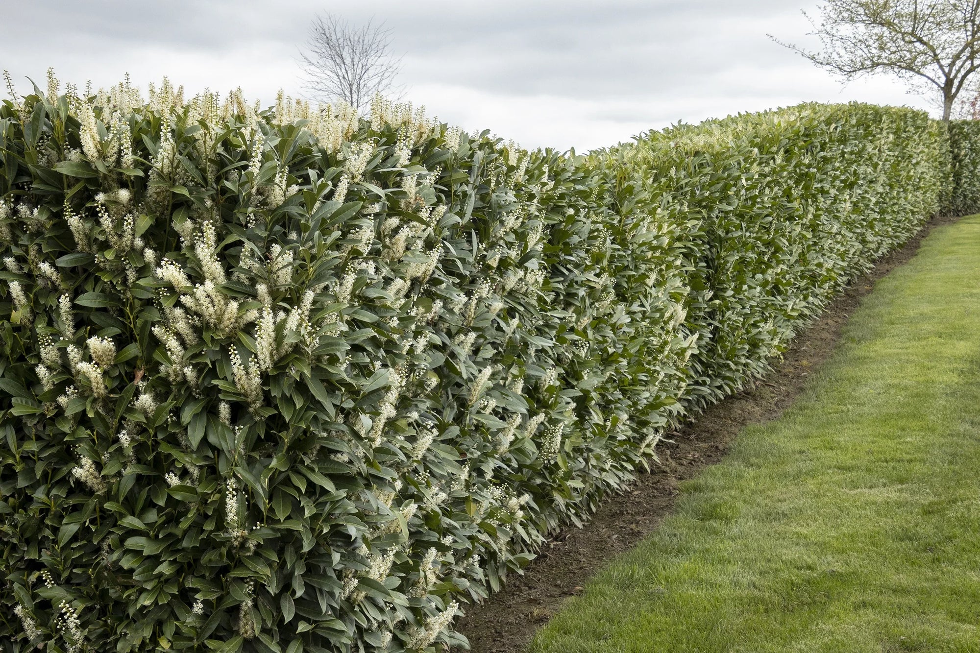 Skip Cherry Laurel