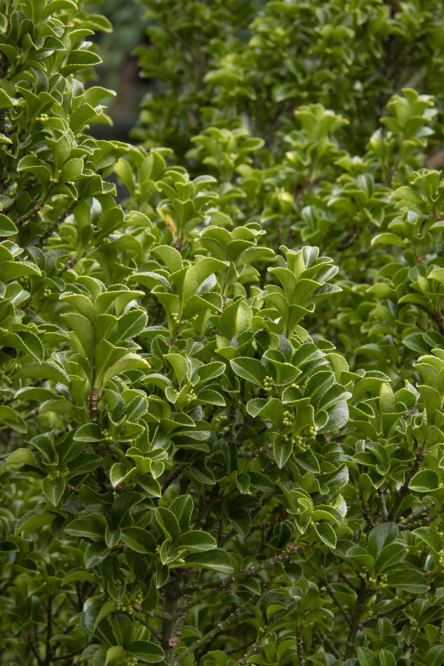 Green Spire