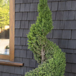 Dwarf Alberta Spruce Spiral