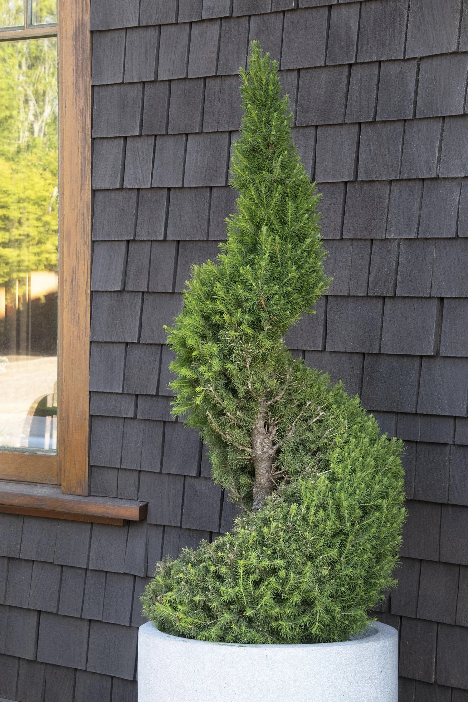 Dwarf Alberta Spruce Spiral