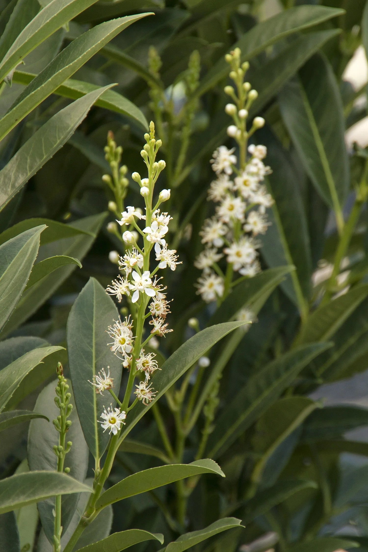 Skip Cherry Laurel