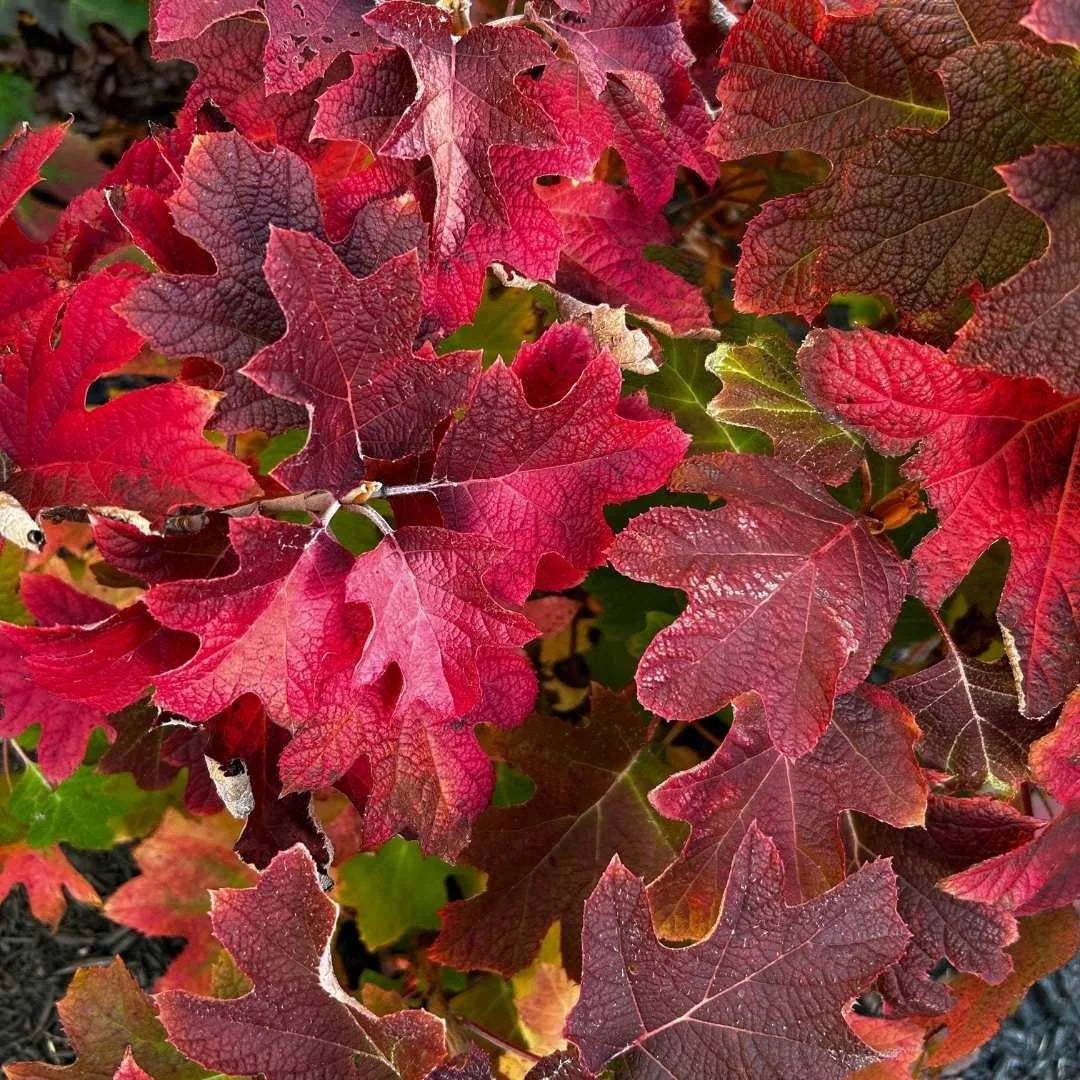 Alice Rudy Price Alice Ruby Slippers – Hunterdon Tree & Shrub