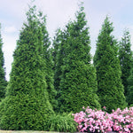 Green Giant